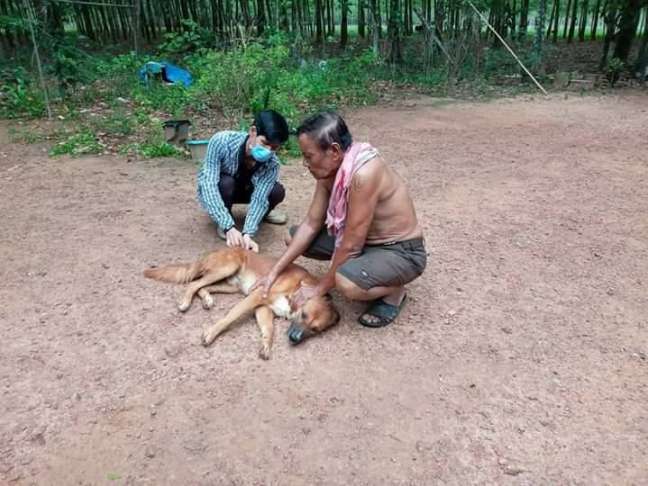 ภาพกิจกรรมการฉีดวัคซีน ตามโครงการสัตว์ปลอดโรค คนปลอดภัย จากโรคพิษสุนัขบ้าตามแนวปณิธาน ศาสตราจารย์ ดร.พระเจ้าลูกเธอเจ้าฟ้าจุฬาภรณวลัยลักษณ์ อัครราชกุมารี ประจำปี 2561